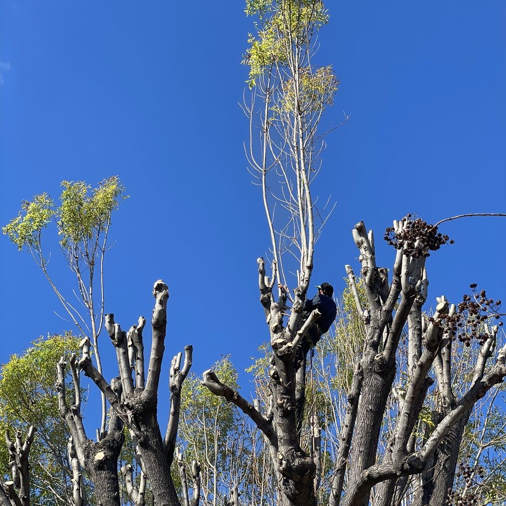 Perfection Tree Specialist - Tree Services Near Me - La Puente, California Perfection Tree Specialist - Tree Services Near Me - La Puente, California