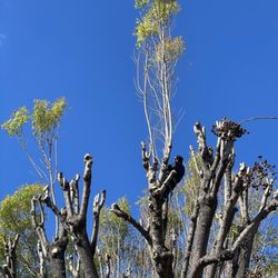 Perfection Tree Specialist