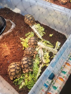 @the Grounds by null