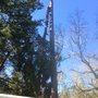 Photo of Surgeon General Tree Service