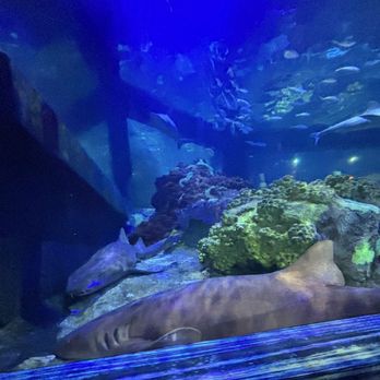 Shark Encounter - Aquariums Near Me - Orlando, Florida Shark Encounter - Aquariums Near Me - Orlando, Florida