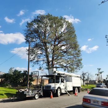 Empire Tree Service - Tree Services Near Me Empire Tree Service - Tree Services Near Me