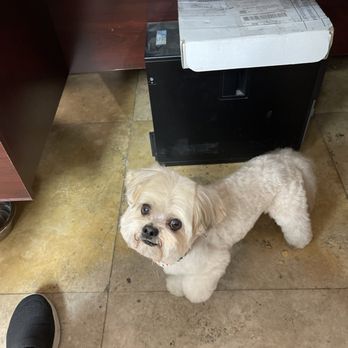 Pet Haven Grooming & Boutique  - Pet Haven is amazing I love the girls - Pet Groomers Near Me - Lighthouse Point, Florida