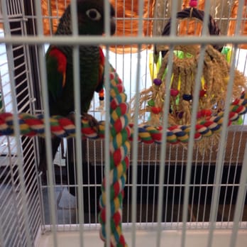 Fancy Feathers Exotic Birds - Pet Groomers Near Me - Blackwood, New Jersey Fancy Feathers Exotic Birds - Pet Groomers Near Me - Blackwood, New Jersey