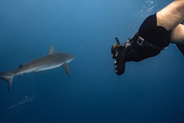 One Ocean Diving by null