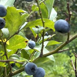 Swift Creek Berry Farm & Greenhouse - Great selection of large, ripe tasty blueberries into August.