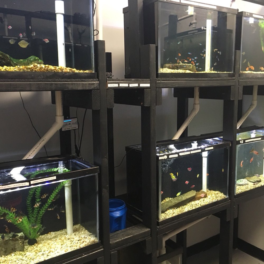 The Great Barrier Reef Store - Freshwater room - Local Fish Stores Near Me - Cleveland, Tennessee The Great Barrier Reef Store - Freshwater room - Local Fish Stores Near Me - Cleveland, Tennessee