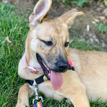 Fetch! Pet Care - Another happy Fetch! client - Pet Sitting Near Me - Mountain Brook, Alabama Fetch! Pet Care - Another happy Fetch! client - Pet Sitting Near Me - Mountain Brook, Alabama
