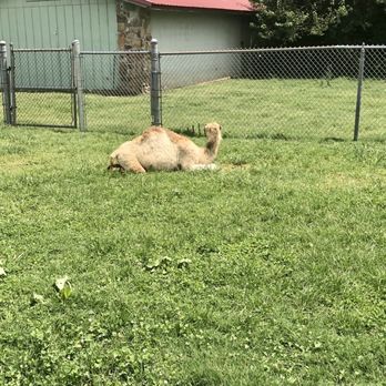 Wild Animal Safari - Zoos Near Me - Strafford, Missouri Wild Animal Safari - Zoos Near Me - Strafford, Missouri