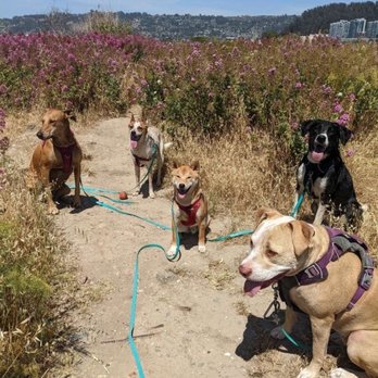 Pack pups - Dog Walkers Near Me