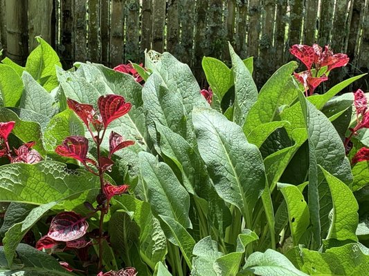 Jardim Botânico de Curitiba by null