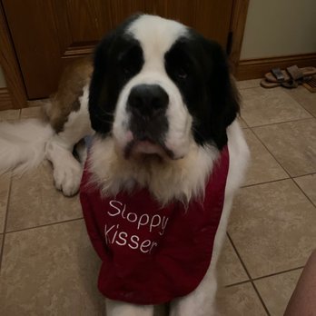 Dirty Pawz - Sarge - Pet Groomers Near Me - Sugar Grove, Illinois