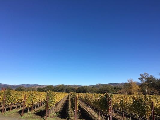 Staglin Family Vineyard by null