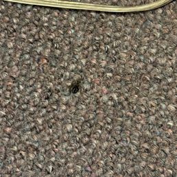 Dead bug Dead bug