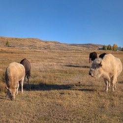Bear River State Park - White Bison