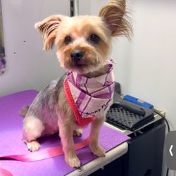 Celebrity Pooch Mobile Dog Groomers Giftly Beautiful Gift Card