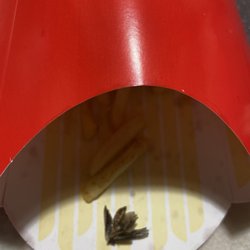 Some kind of dead moth in the fry's...