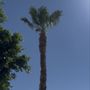 Chuy Lopez Tree Service
