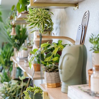 Plant Style - Nurseries & Gardening Near Me - Dallas, Texas Plant Style - Nurseries & Gardening Near Me - Dallas, Texas