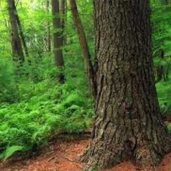 Affordable Tree Service