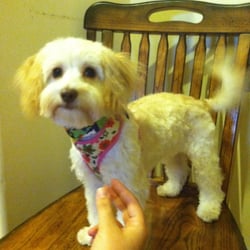 I-Stay U-Go - Booboosh after grooming with Hilma at I Stay U Go