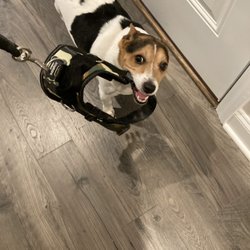 Pure Love Pet Sitting