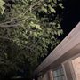 Photo of Angelo Tree Experts