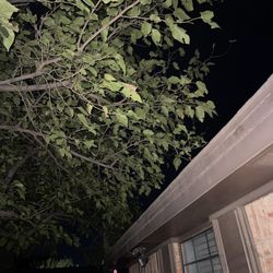 Angelo Tree Experts - Before photo. Branches draped over the roof.
