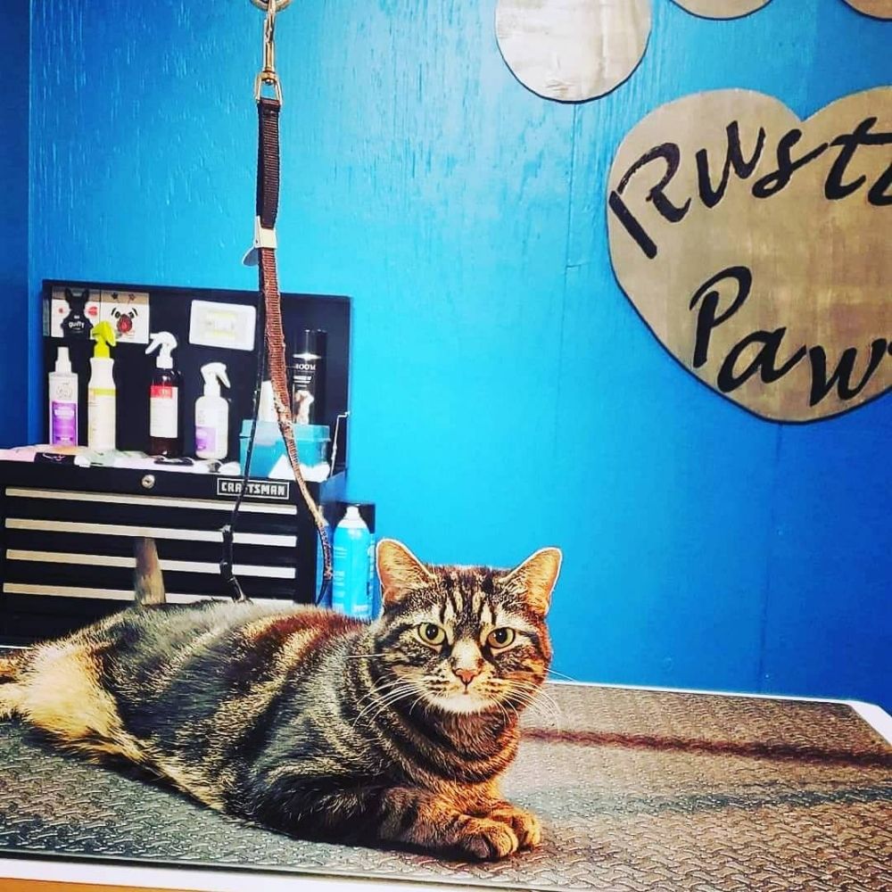 RUSTIC PAWS Updated August 2024 23 Photos 1803 Mefferts Run Rd