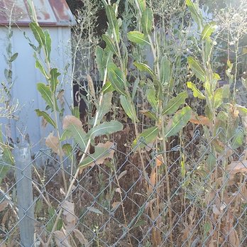 Grand Royal Mobile Estates - Overgrown yards - Real Estate Services Near Me - Grand Terrace, California Grand Royal Mobile Estates - Overgrown yards - Real Estate Services Near Me - Grand Terrace, California