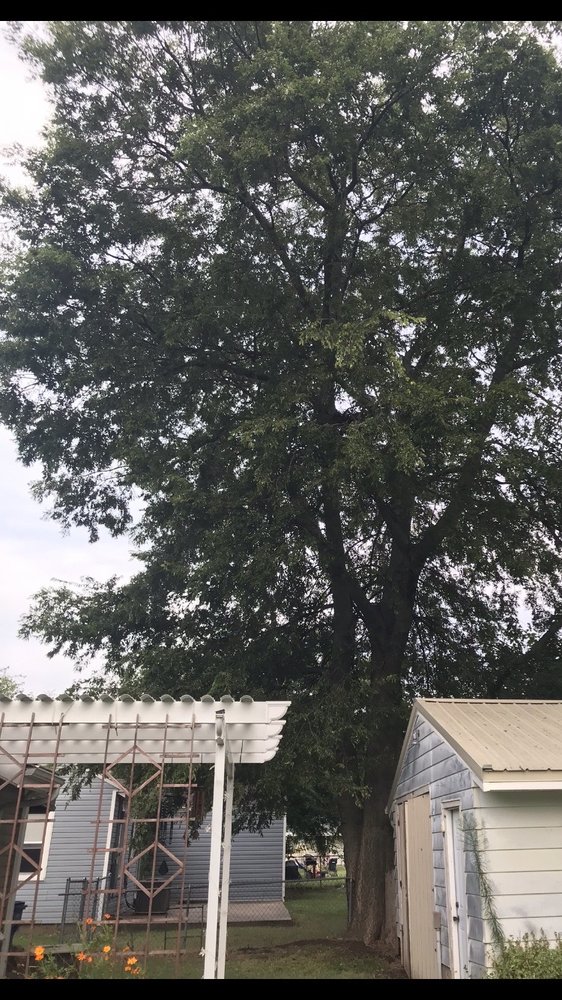 Genesis Tree Expert - tree service in Tulsa, OK