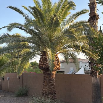B&C Tree Service - Pineapple palm - Tree Services Near Me B&C Tree Service - Pineapple palm - Tree Services Near Me