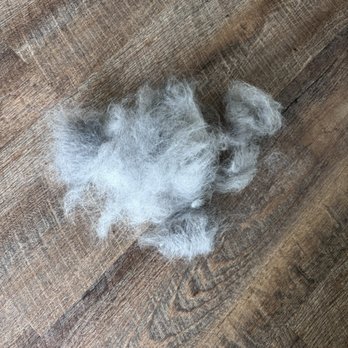 PetSmart - Loose hair after a $140 bath and brush with "furminator" - Pet Training Near Me - Taylors, South Carolina