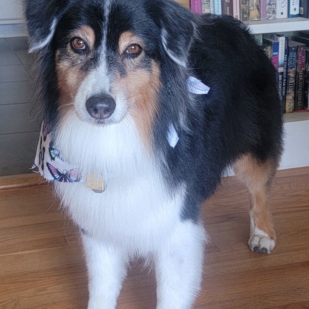 Good Fluffin’ Grooming - She loves her new look! - Pet Groomers Near Me - Riverside, California Good Fluffin’ Grooming - She loves her new look! - Pet Groomers Near Me - Riverside, California