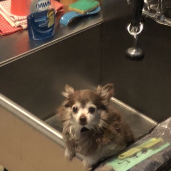 Groomit for Pets - Pet Groomers Near Me
