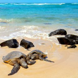 Aloha Hawaii Tours - Turtles spotted on the North Shore during our Sights & Bites Tour!
