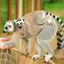 Tropical Butterfly House, Wildlife & Falconry Centre - Meet the residents of Lemur Heights in our twice daily lemur walkthrough.