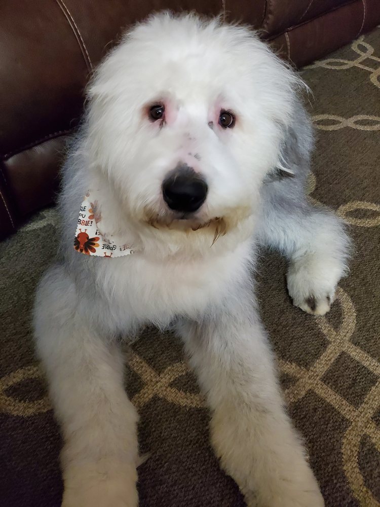 DEJA VU’S K9 KORNER Updated September 2024 303 Hillandale St, Round Lake, Illinois Pet