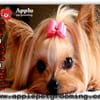 Apple Pet Grooming gift card