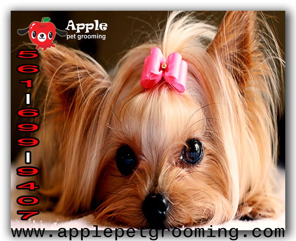 APPLE PET GROOMING Updated September 2024 Boca Raton, Florida Pet Groomers Phone Number
