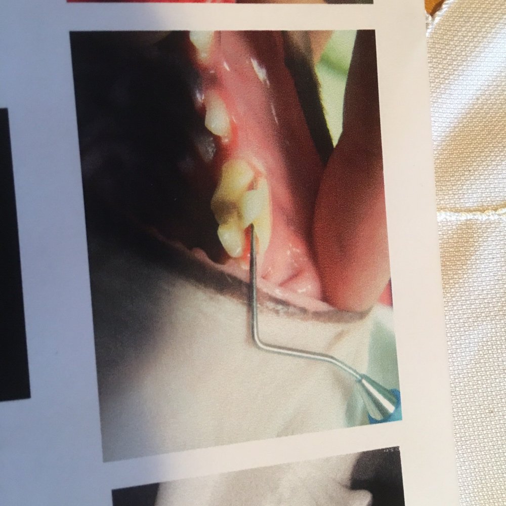 Animal Dental Services - The cracked tooth we needed to have extracted from Bella - Veterinarians Near Me - Tustin, California