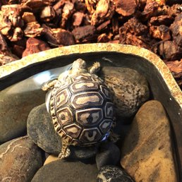 Named her Venus for the "V" mark on her back