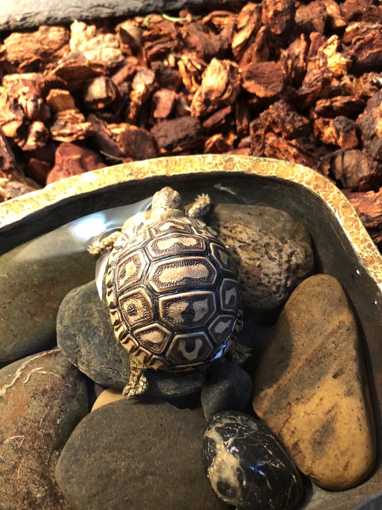 GX3 REPTILES 35 Photos & 52 Reviews 2700 Fruitridge Rd, Sacramento