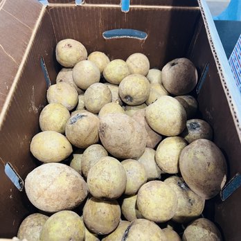 vuon trai cay chi Trinh - Sapodilla fruits - Fruits & Veggies Near Me - Homestead, Florida vuon trai cay chi Trinh - Sapodilla fruits - Fruits & Veggies Near Me - Homestead, Florida