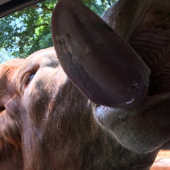 Cherokee Trace Drive Thru Safari - Parks Near Me - Jacksonville, Texas