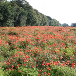 The Apple Farm - Poppies in our habitat area
