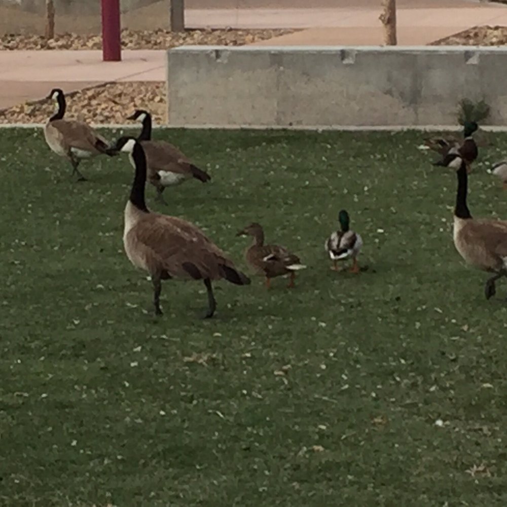 Cornerstone Park - Geese and ducks leaving their mark - Lakes Near Me - Henderson, Nevada