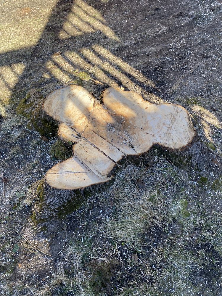 D&L Tree Service - tree service in Randolph, MA