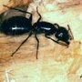 Photo of MNR Pest Solutions