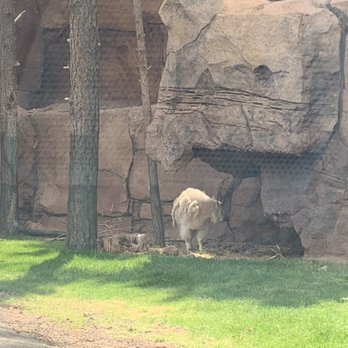 Bearizona - Zoos Near Me - Williams, Arizona Bearizona - Zoos Near Me - Williams, Arizona